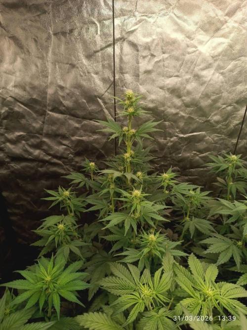 Banana punch!. Week 6