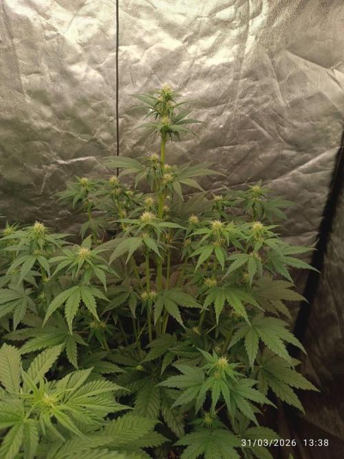 Banana punch!. Week 6
