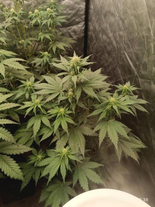 Banana punch!. Week 6