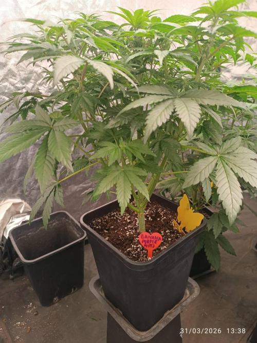 Banana punch!. Week 6