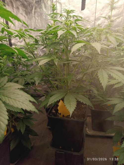Banana punch!. Week 6