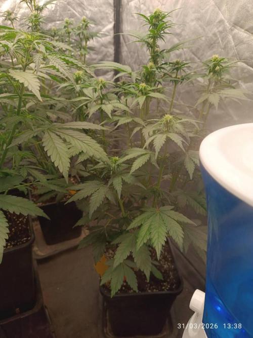 Banana punch!. Week 6