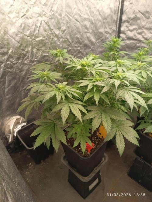 Banana punch!. Week 6