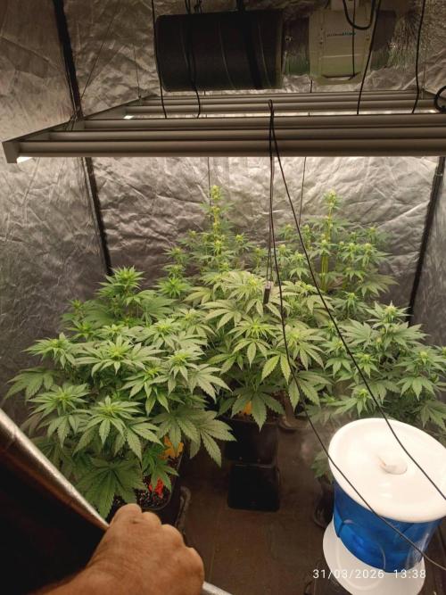 Banana punch!. Week 6
