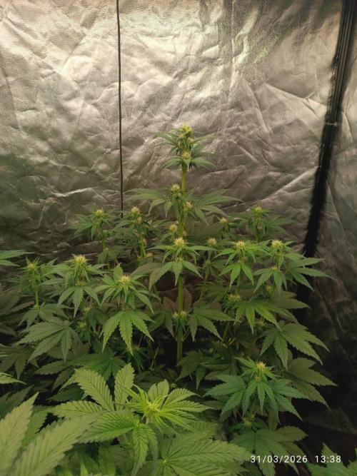 Banana punch!. Week 6