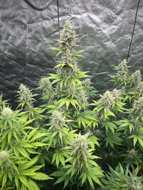 Banana punch!. Week 7