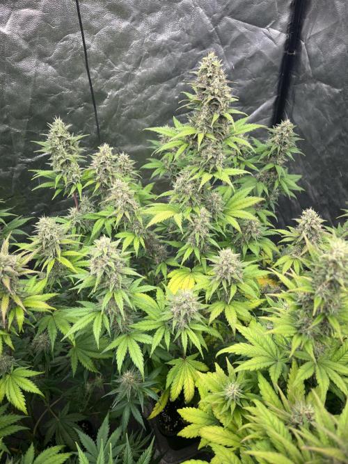 Banana punch!. Week 7