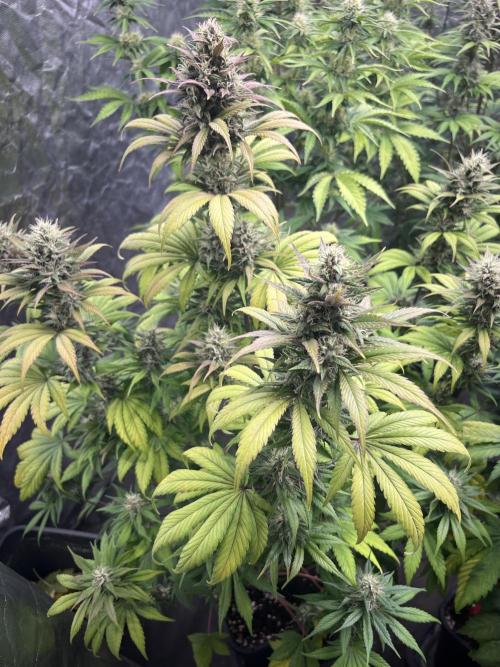 Banana punch!. Week 7