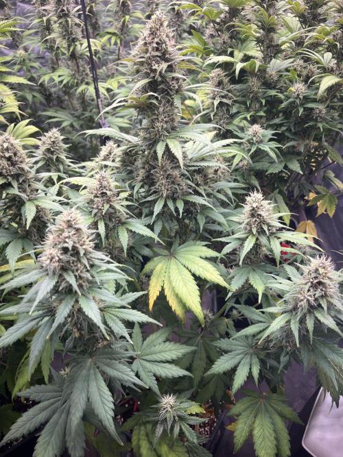 Banana punch!. Week 7