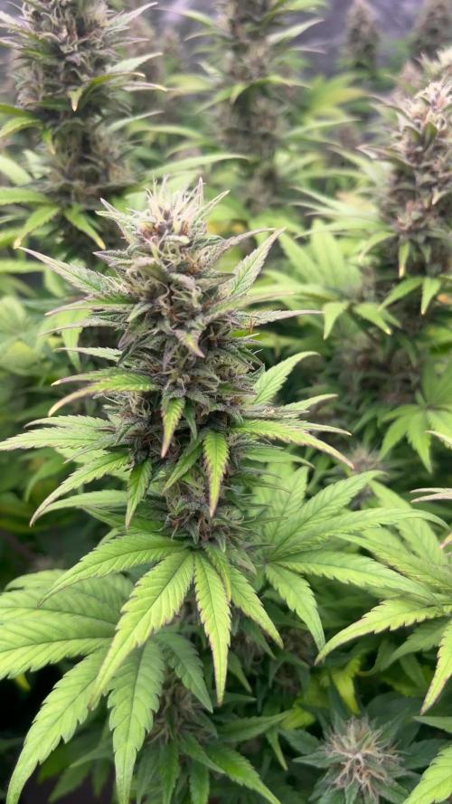 Banana punch!