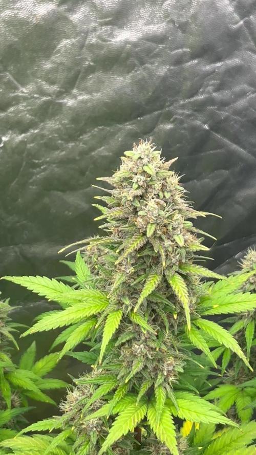 Banana punch!