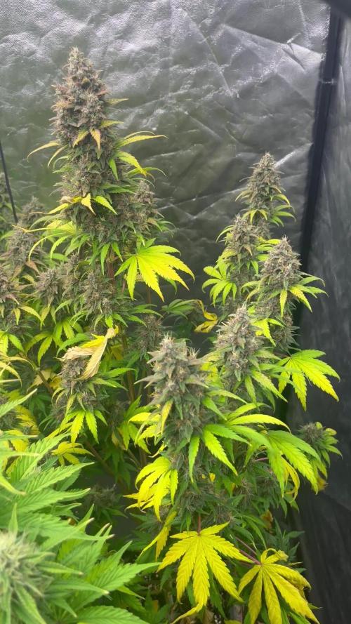 Banana punch!