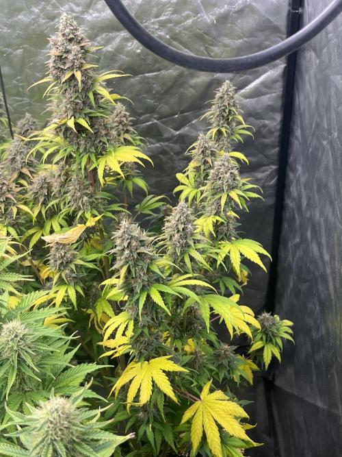 Banana punch!. Week 9