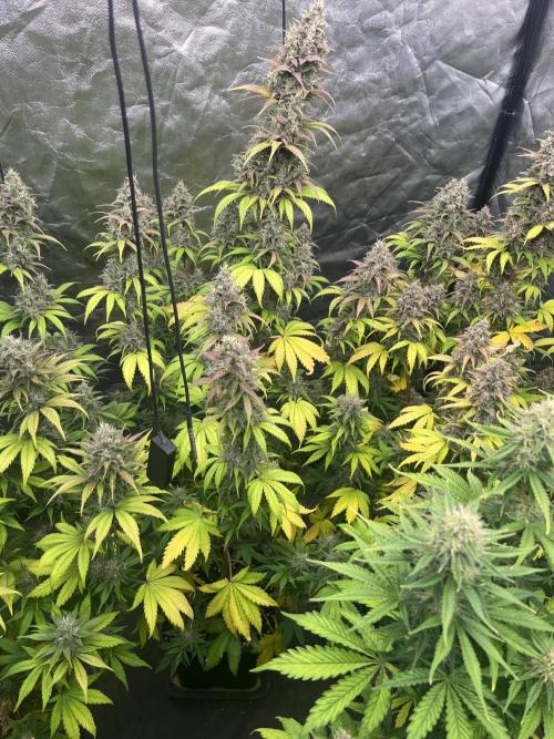 Banana punch!. Week 9