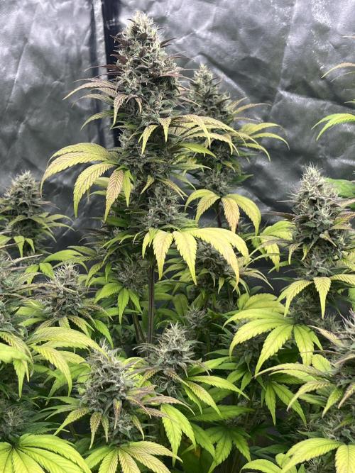 Banana punch!. Week 9