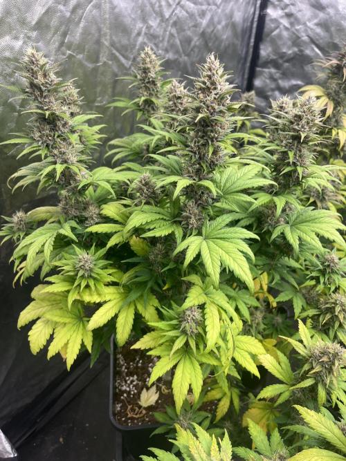 Banana punch!. Week 9