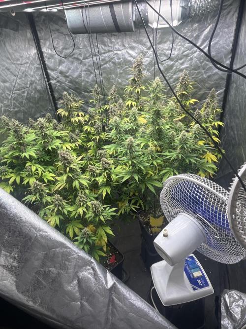 Banana punch!. Week 9