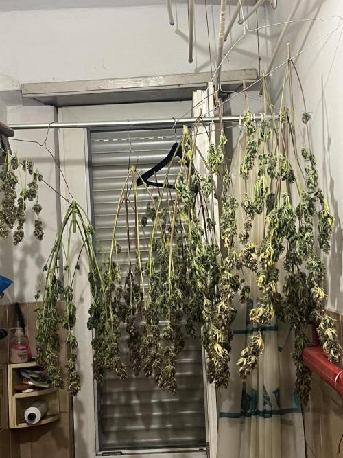 Banana punch!. Week 10