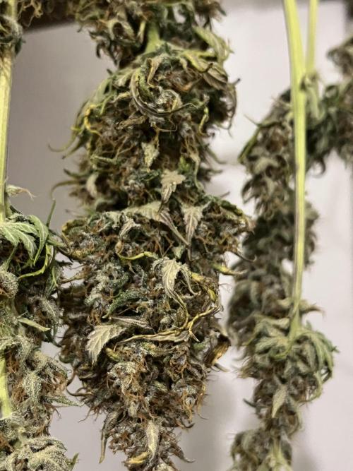 Banana punch!. Week 10