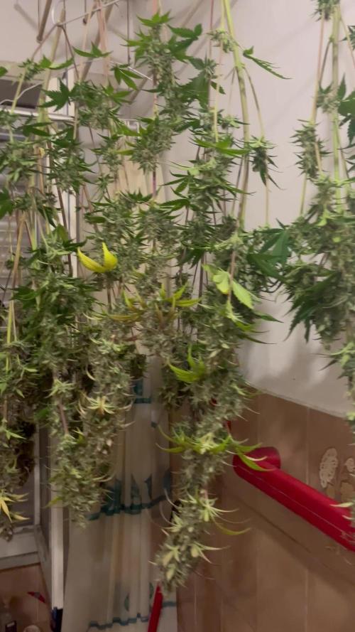 Banana punch!