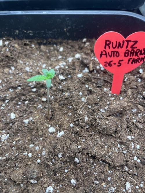 Estate. Week 1 - Runtz auto BarneyFarm
Messs a dimora il 27 maggio 2026