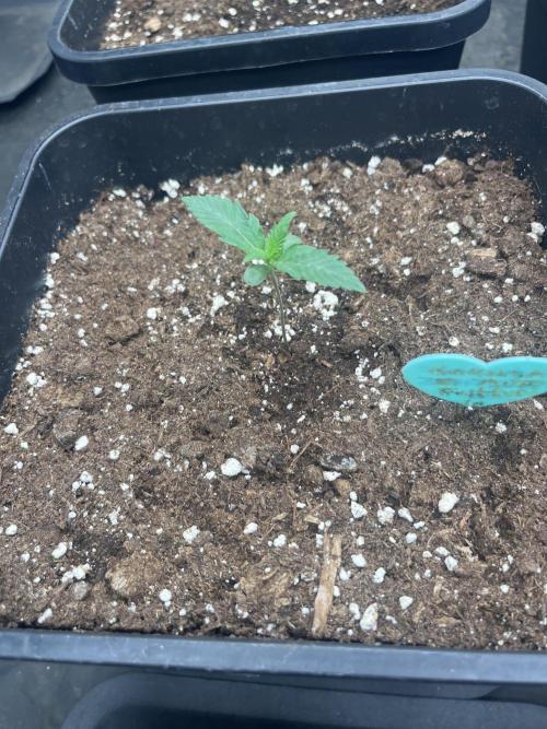 Terapia Estate. Week 1 - 31 maggio 2026
Gorilla Z Auto FastBuds