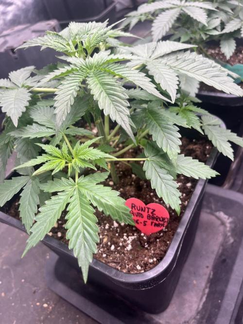 Estate. Week 3