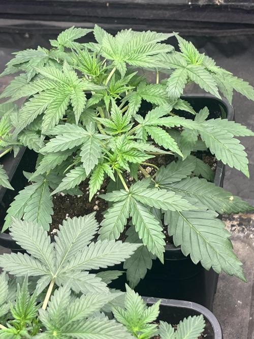 Estate. Week 3