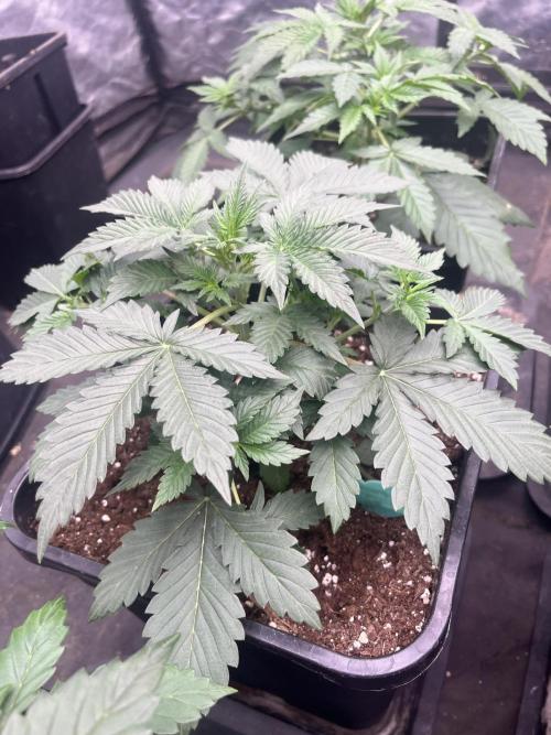 Estate. Week 3