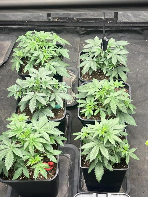 Estate. Week 3