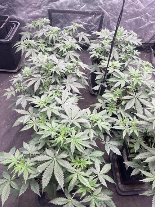 Estate. Week 4