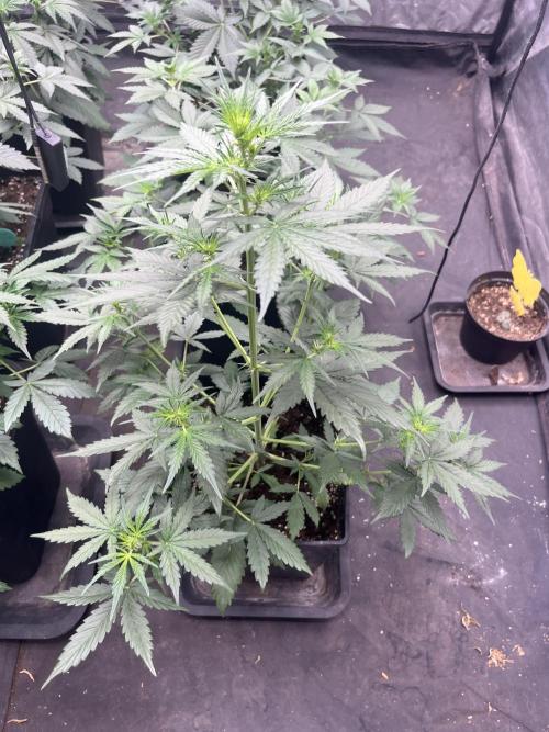 Estate. Week 4 - Gorilla Z auto FustBuds 1a settimana dí fioritura 
