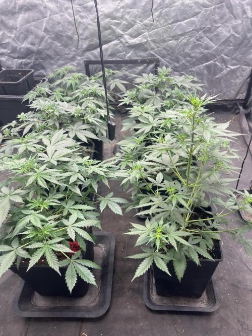 Estate. Week 4 - 5 Runtz auto Barney Farm e 1 Gorilla Z Fastbuds