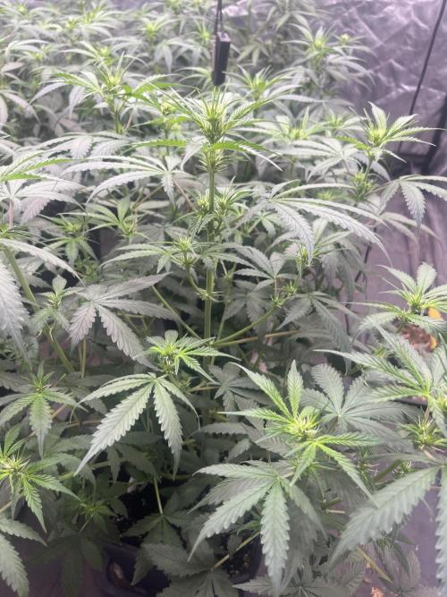 Estate. Week 5 - Runtz auto Barney’s Farm