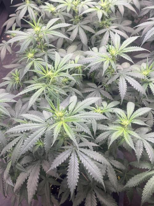 Estate. Week 5