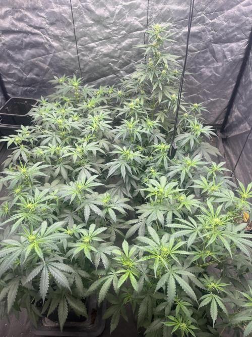 Runtz Auto. Week 5