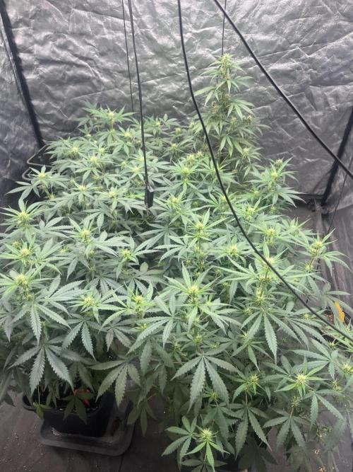 Estate. Week 6 - Sono 5 Runtz auto BurneyFarm
1 Gorilla Z auto
FastBuds 