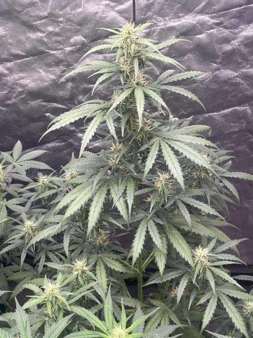 Runtz Auto. Week 6