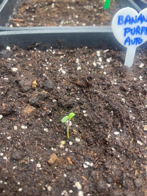 Autunno in fiore. Week 0 - Banana Purple Punch Auto FastBuds 
22/09/2026