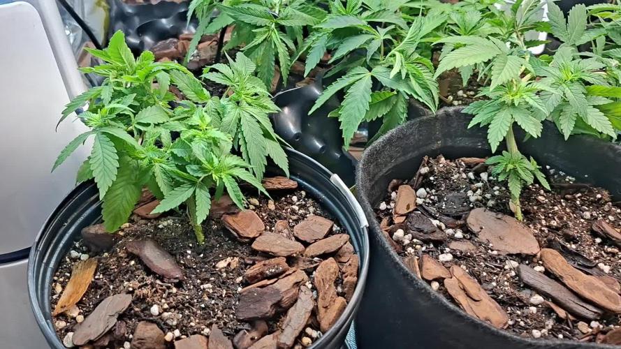 Green House Seeds - First Time