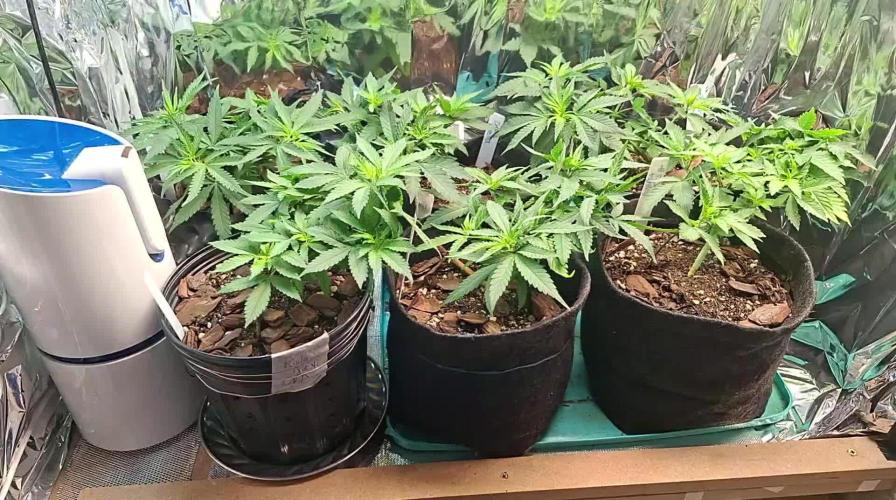 Green House Seeds - First Time