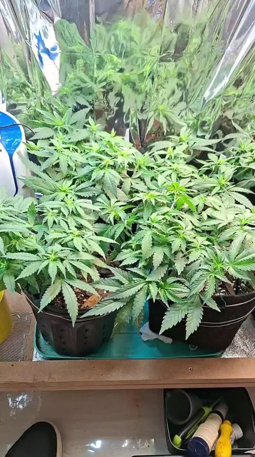 Green House Seeds - First Time