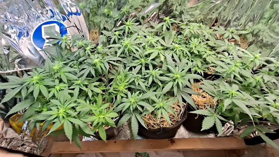 Green House Seeds - First Time