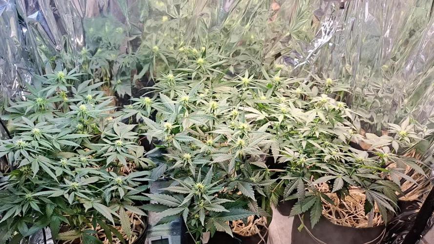 Green House Seeds - First Time