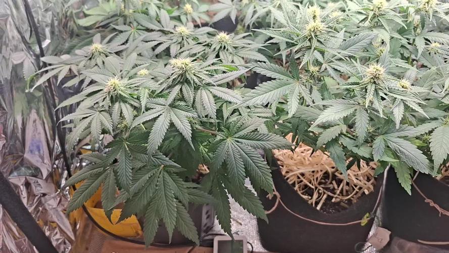 Green House Seeds - First Time