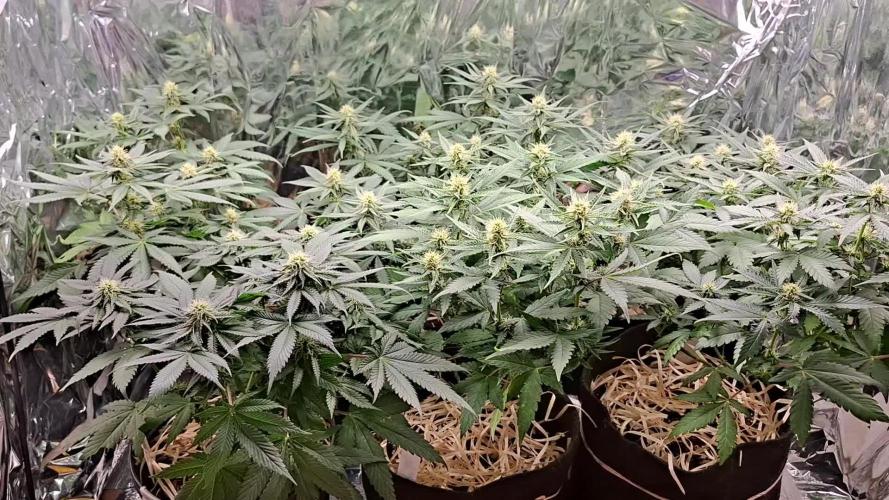 Green House Seeds - First Time