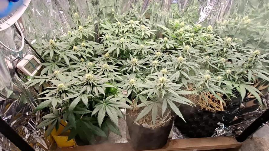 Green House Seeds - First Time