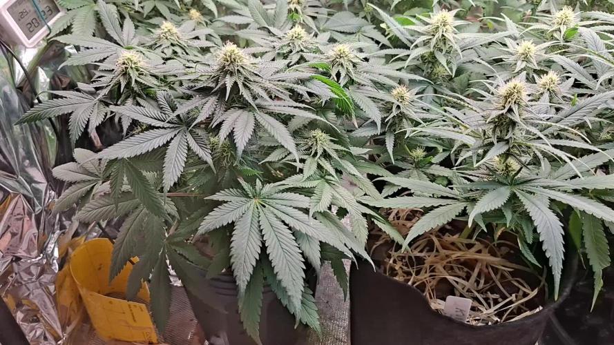 Green House Seeds - First Time