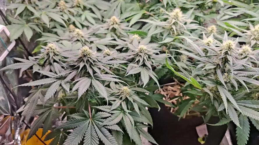 Green House Seeds - First Time