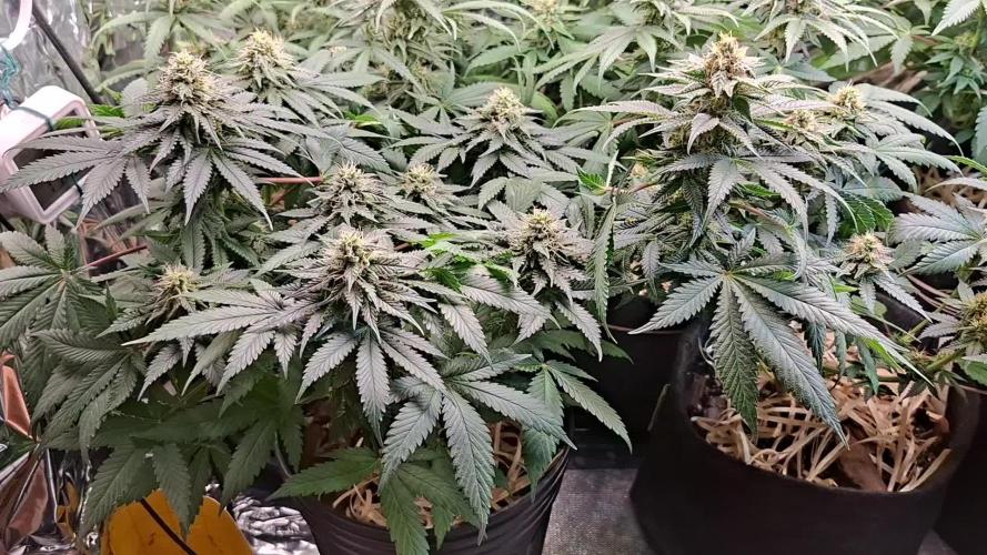 Green House Seeds - First Time